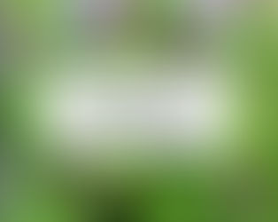 Живокіст: лікувальні властивості, опис