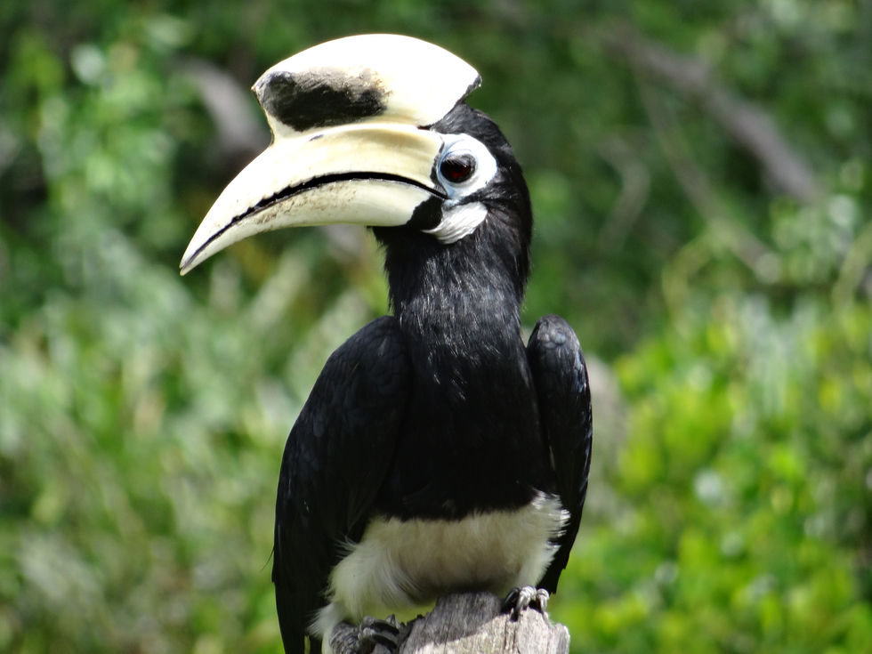 les Hornbills, ces oiseaux fascinants de Bornéo