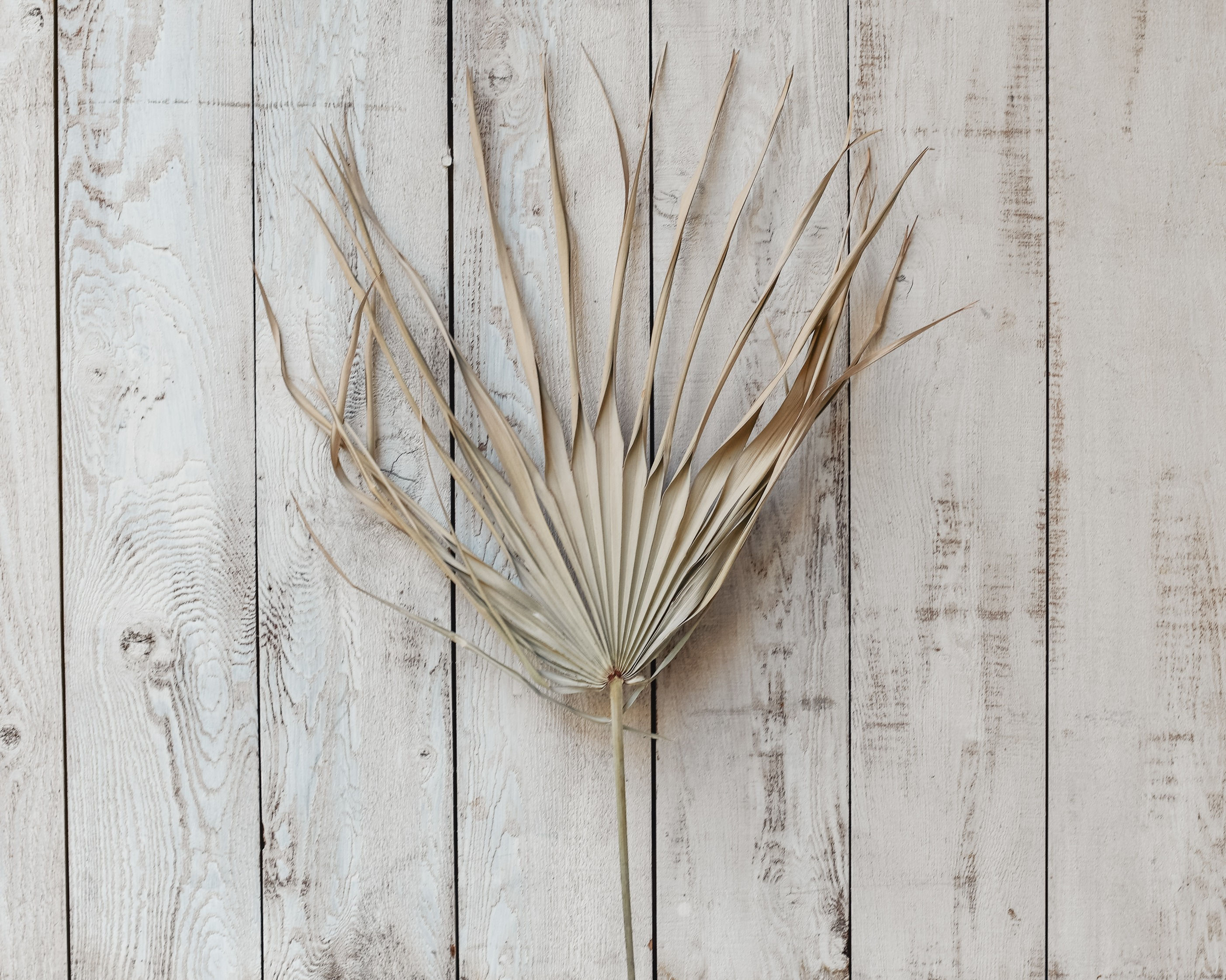 Dried Palms
