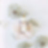 Restored Organic (2)_20250613_18419989.jpg