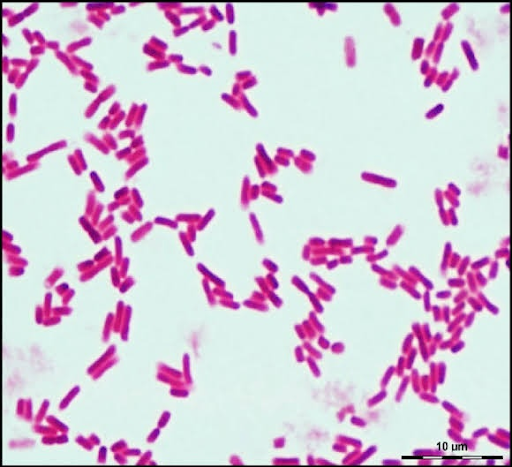 E coli