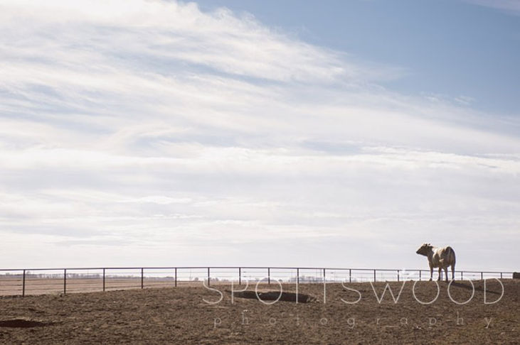 Underwood Livestock Farm, Nebraska