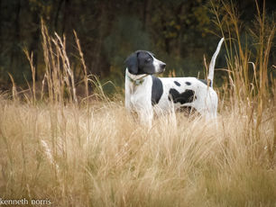 English Pointer