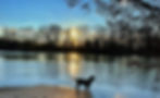 Dog standing on a riverbank at sunset with ducks swimming. Bare trees line the horizon, reflecting in the calm water, serene atmosphere.