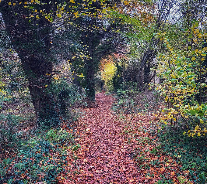 Woodland Footpath in the Autumn