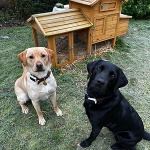 2 labradors on a grassy area in the countryside