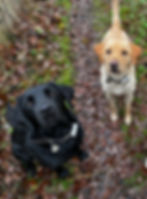 Two dogs, one black and one golden, on a leafy path wearing collars with tags, looking up attentively. The ground is wet and earthy.