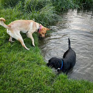 2 dogs playing in the river Thames