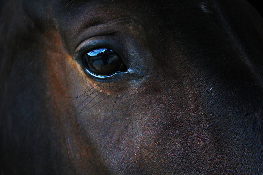 Equine physiotherapy and rehabilitation