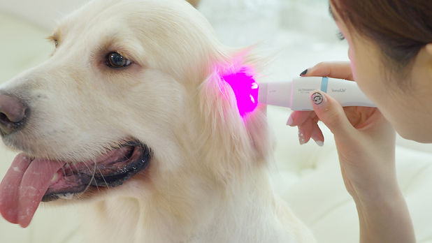EXTREME-CLOSE-UP_Calm-Dog-Treatment-Prof