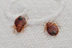 Bed Bugs Travel Prevention