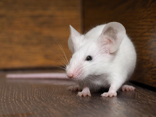 If I See One Mouse in My Home, Is There More?