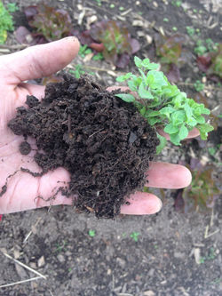 Healthy Soil Brimming with Life