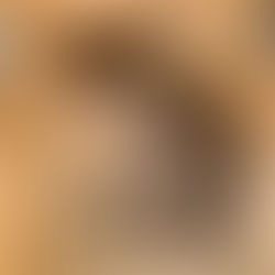 ¡Un cachorro de ocelote regresa a su hábitat!