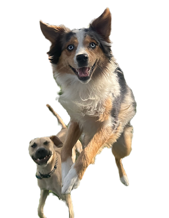 Two dogs jumping for joy during play time