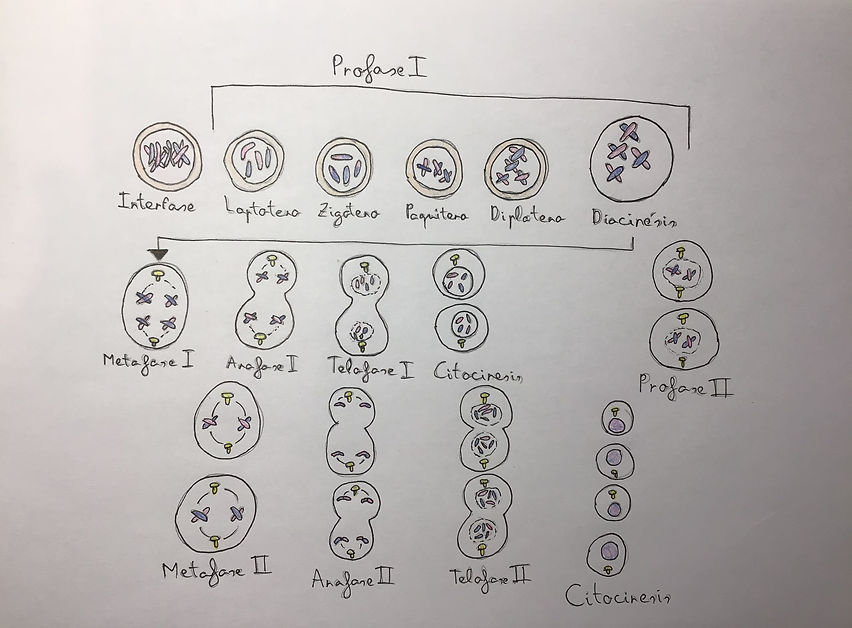 FA906935-746C-486D-8D69-911A4C274C74.jpe