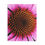 Thumbnail: Puzzle (120, 252, 500-Piece) - Flora Geometria