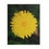 Thumbnail: Puzzle (120, 252, 500-Piece) - Dandelion