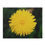 Thumbnail: Puzzle (120, 252, 500-Piece) - Dandelion