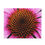 Thumbnail: Puzzle (120, 252, 500-Piece) - Flora Geometria