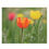 Thumbnail: Puzzle (120, 252, 500-Piece) - Tulips