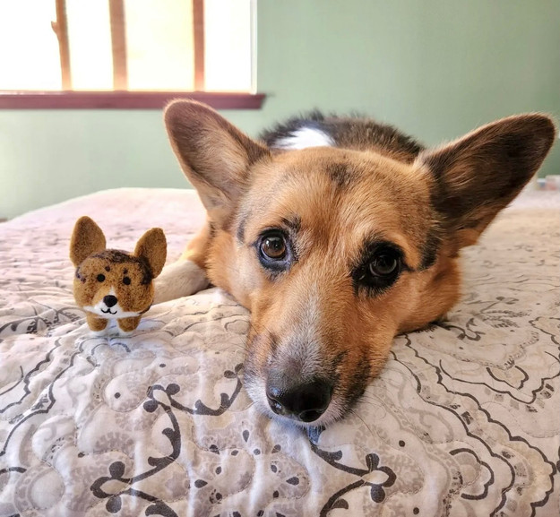 Concerned corgi