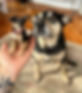 1FB052BF-83A0-42C5-89B0-111FC4E0571B_1_201_a.jpeg