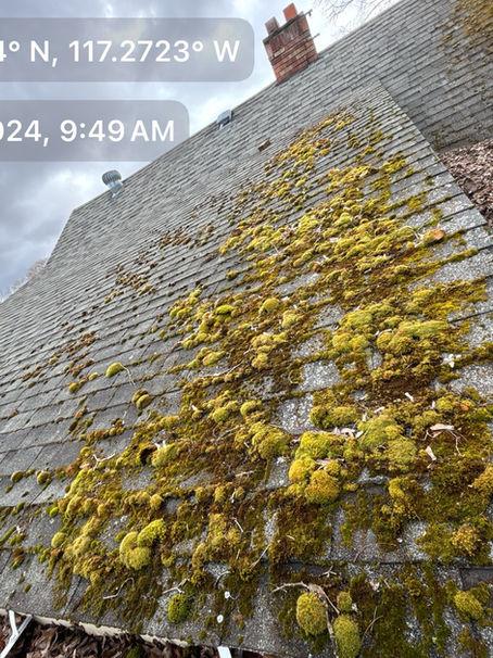 Green or Grimy? Navigating the 2026 Eco-Roofing Trend in Spokane