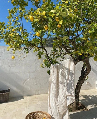 limon ağacına asılmış bir havlu
