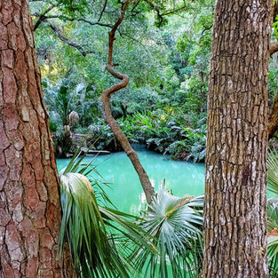 A bright pool of water in between two trees