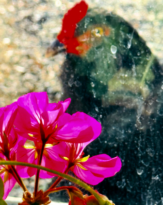 fucshia geranium over black rooster