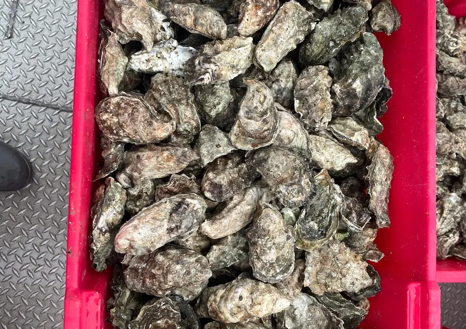 Red box filled with oysters