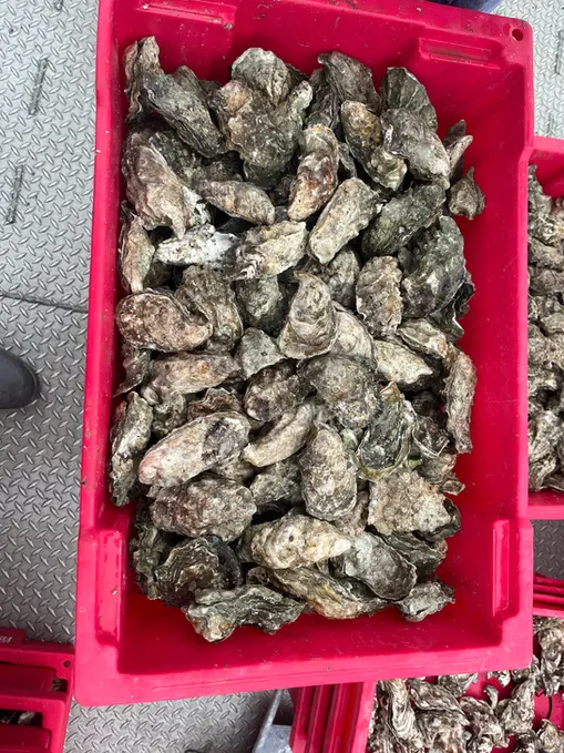 Red box filled with oysters