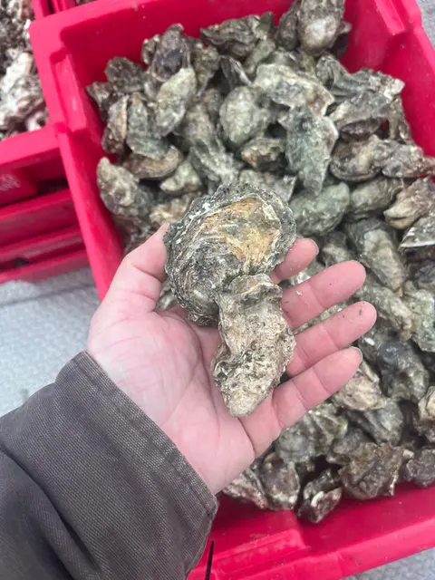 hand holding two oysters