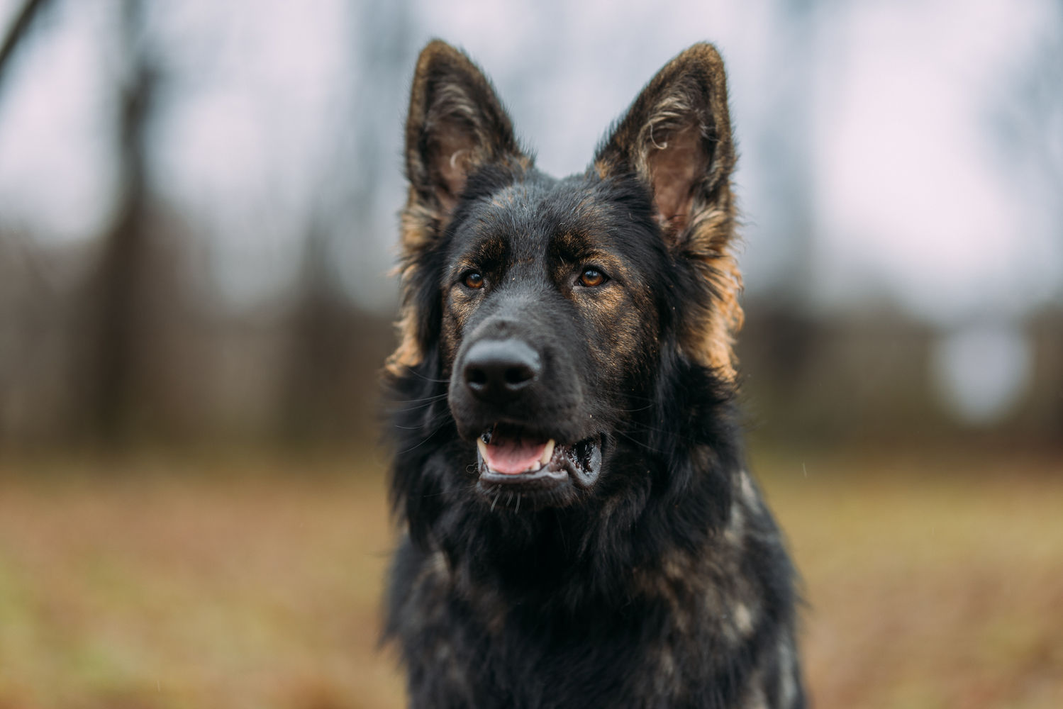 Süßer Schäferhund der in die Kamera blickt
