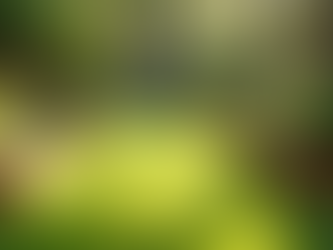 Professioneller Garten- und Landschaftsbau in Groß-Umstadt