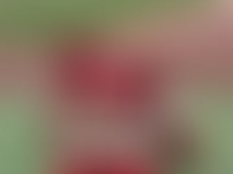 第94回全日本インカレ結果