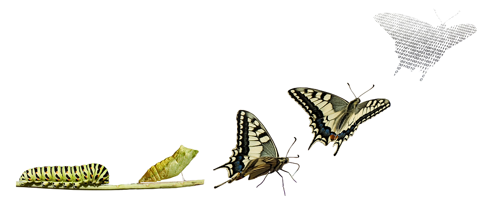 transformation.png