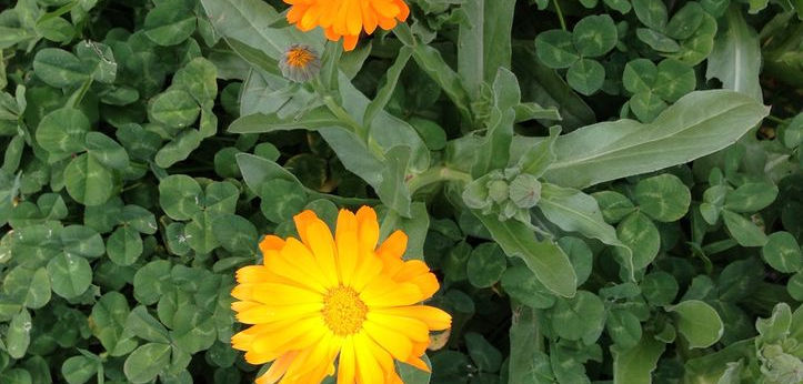 Calendular.jpg