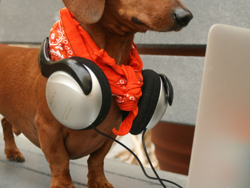 Our Top 6 Back-to-School Essentials for your pup