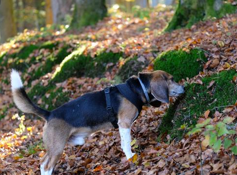 You and Pup can Fall in Love in Fall