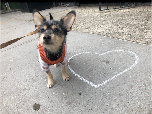5 Valentine’s Day Gift Ideas for Your Pup