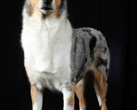 Your Pup is Westminster Gorgeous. Now you can get the photos.
