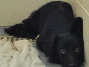 Sweet & Shy Lost Dog: Help find Sadie