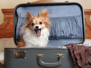 Doggie Sleepovers: tips from Brooklyn Bark Dog Walkers