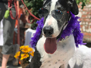 GREAT DOG WASH: Great time for Pups, Great time for new Social Media Stars