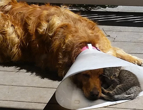 Surgery? Injury? Rash? Make Healing Easier on You and Your Kitty or Pup