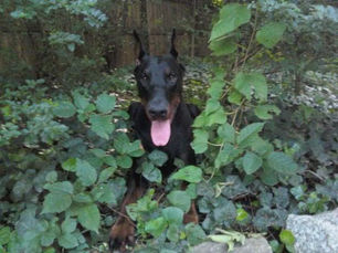 Your Pup and Poison Ivy