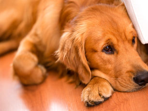 Your Pet, the Hurricane and You