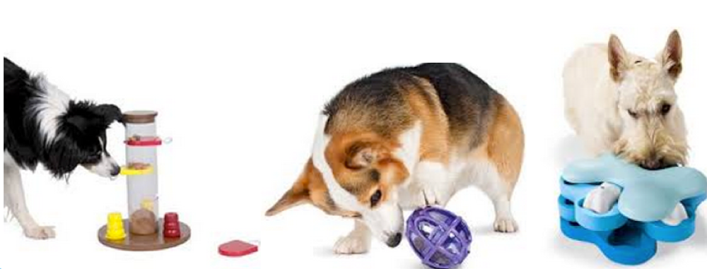 Pet Toy Blog Example How to Choose the Best Toys for your Pet